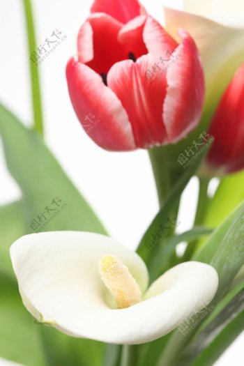 盛开的马蹄莲郁金香图片