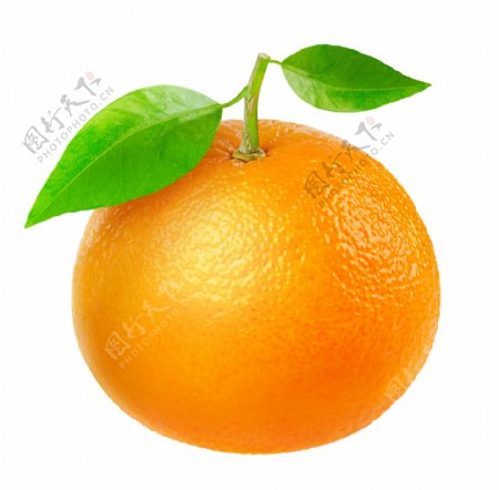 橙子摄影图片