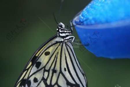 butterflyatfeedingdish.jpg