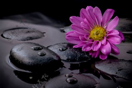 黑色石头和菊花图片