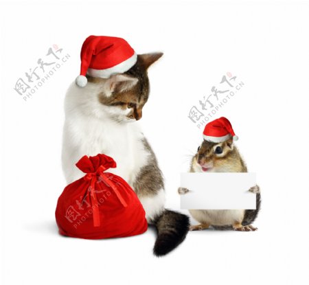 拿贺卡的圣诞节小猫图片