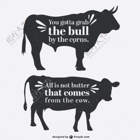 公牛和母牛的轮廓与报价