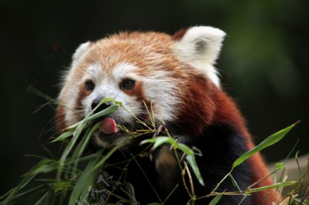 吃竹子的小熊猫图片