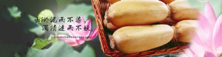 农业种植天然莲藕宣传banner