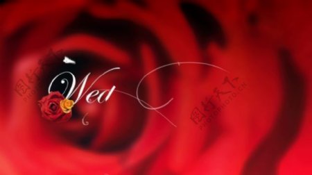 红色玫瑰浪漫元素视频背景