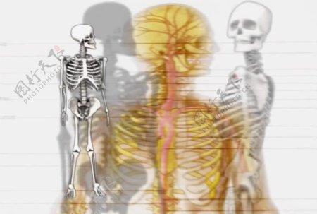 骨骼运动解剖学的背景视频免费下载