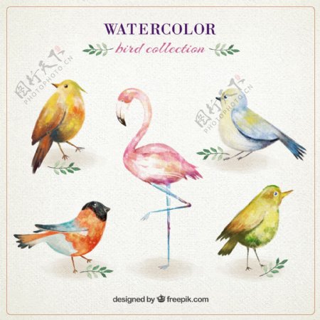 水彩绘鸟类