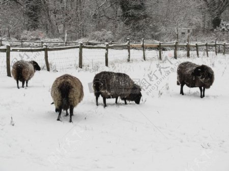 在雪上的羊