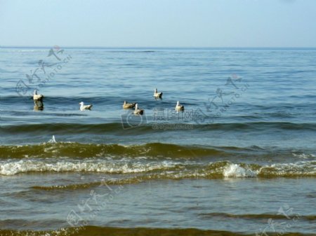 波罗的海的海鸥2