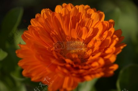 金盏菊昆虫