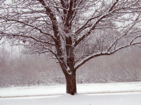 冬天下的树木