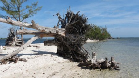 沙滩的树木倒了