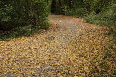 铺满落叶的道路