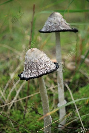 野外的小蘑菇