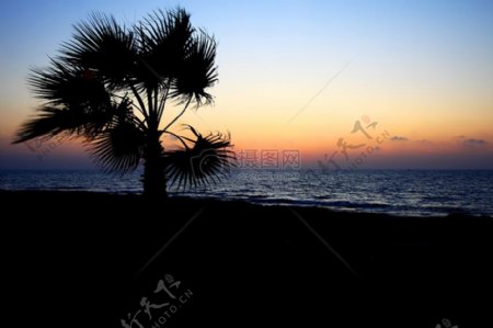 夕阳大海和铁树