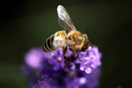 紫色的花朵上的蜜蜂