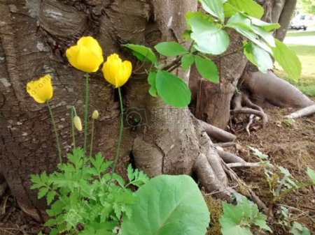 黄色的花和大树