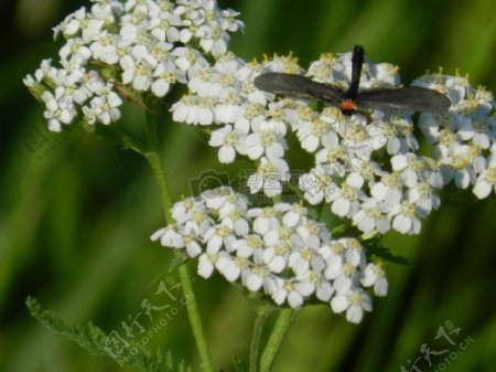 白色花朵和蜻蜓