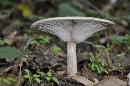 伞形状的蘑菇
