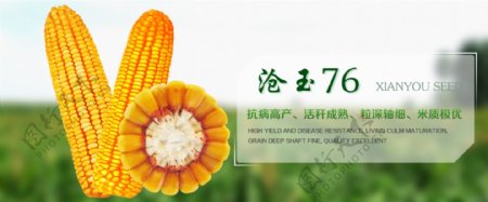 玉米种子宣传免费下载