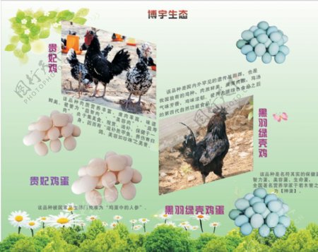 禽类养殖展厅展板图片