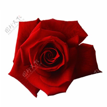 红色花朵玫瑰红玫瑰PNG