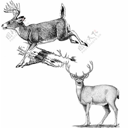 素描绘画两只奔跑及站立警惕的鹿