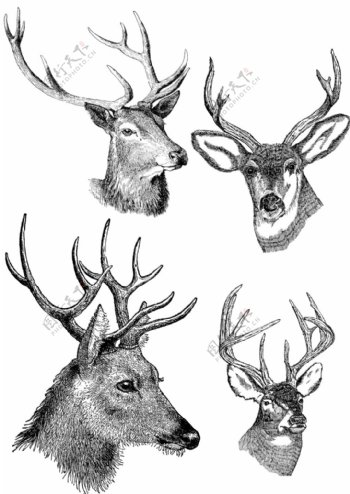 素描绘制四个精美的鹿头插画