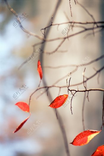 红色叶子风景图片
