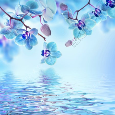 水面上的蓝色花朵图片