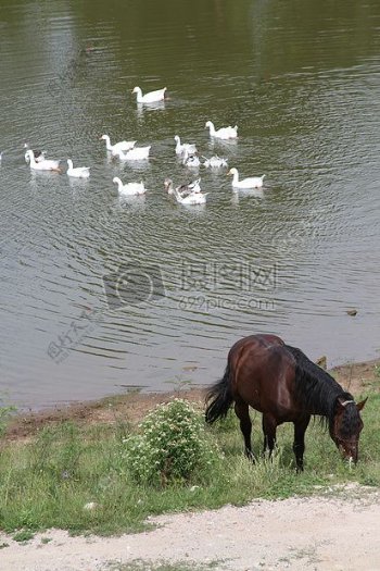 湖边吃草的马