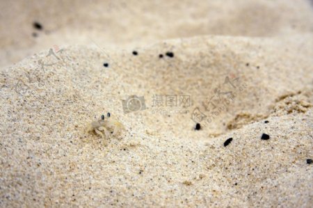 沙土上的螃蟹