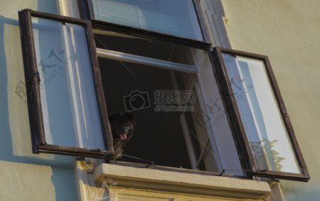 窗台上的黑狗