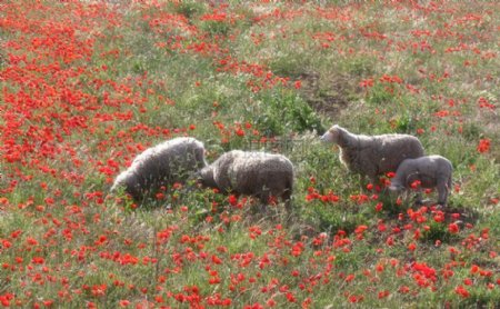 花丛中的绵羊