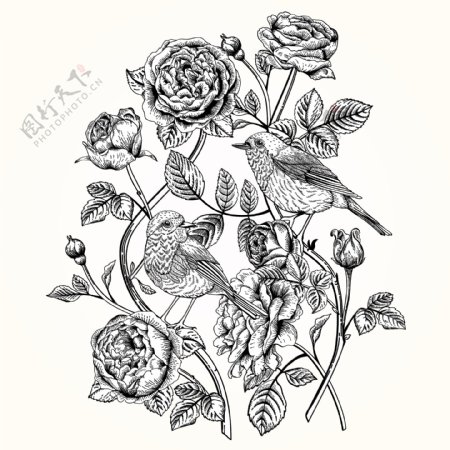 黑白复古玫瑰花