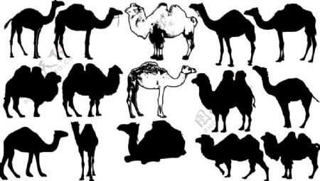矢量骆驼素材