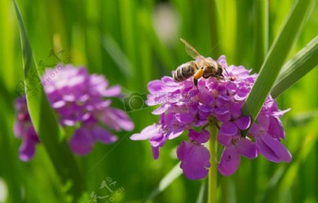 花蜜蜂屈曲花属
