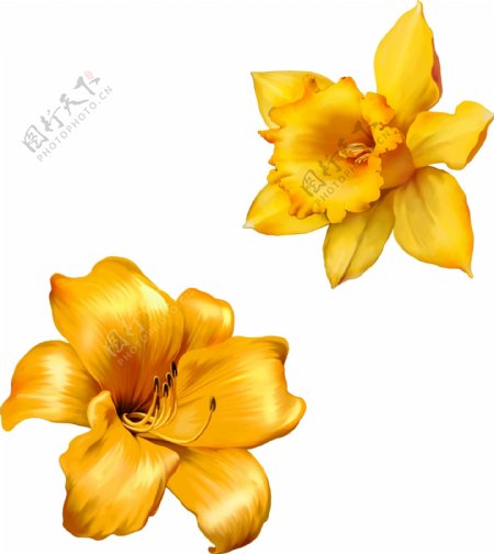 黄色写实花朵