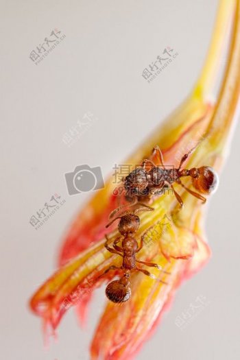新生的叶片上的蚂蚁