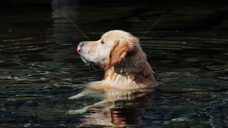 狗在湖1