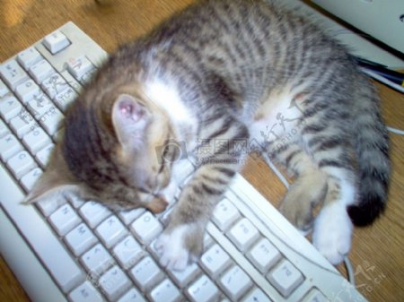 键盘上的猫键盘上的猫