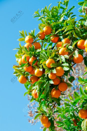 结满橙子的树枝图片