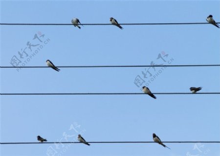 电线上的鸟图片