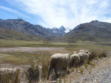 羊在秘鲁山1