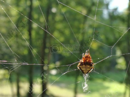 蜘蛛在Web上挂起