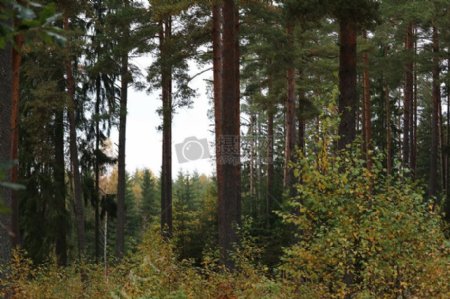 瑞典的森林