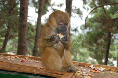 猴子吃一个苹果