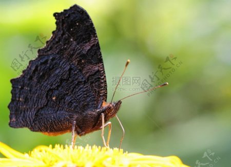 黑颜色的蝴蝶