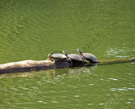 水面上的乌龟