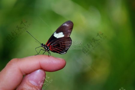 手指上的蝴蝶